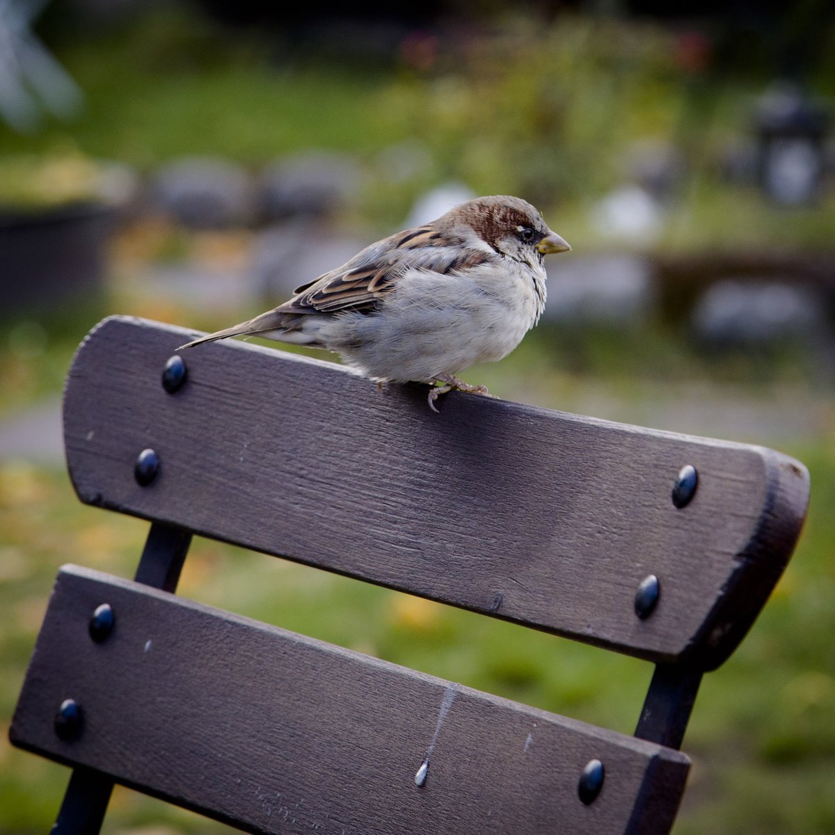 🐦‍⬛ Un estudio cuantifica por primera vez los beneficios que las aves de España aportan a las personas

El trabajo subraya que el valor de las aves va más allá de la biodiversidad suponiendo también repercusiones económicas y sociales.

🔗 elguadarramista.com/2026/02/18/un-…