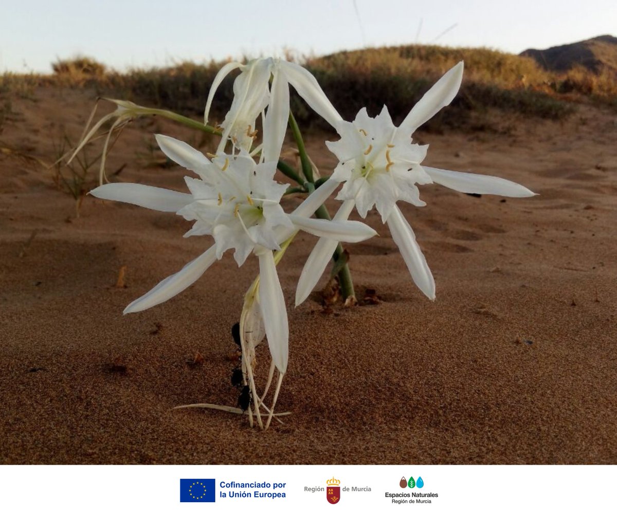 Parque Regional de Calblanque tweet media