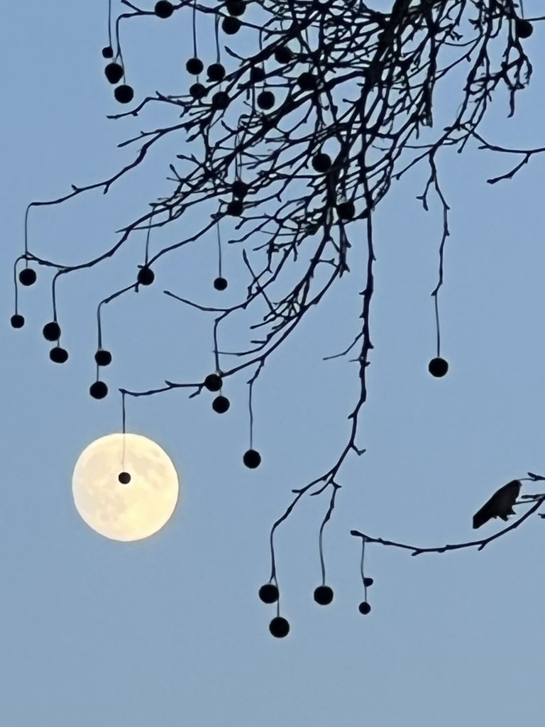 TiCLme's tweet photo. I give you the moon on a string
#moononastring https://t.co/5LMVjA8H1t