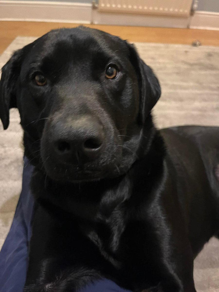 18 month old Labrador FINN is still #missing 😔

Foxes Forest #Waterlooville East #Hampshire #PO7 area 

Please look out for Finn, if seen please do not chase him but please call the number below immediately with the location. 🙏