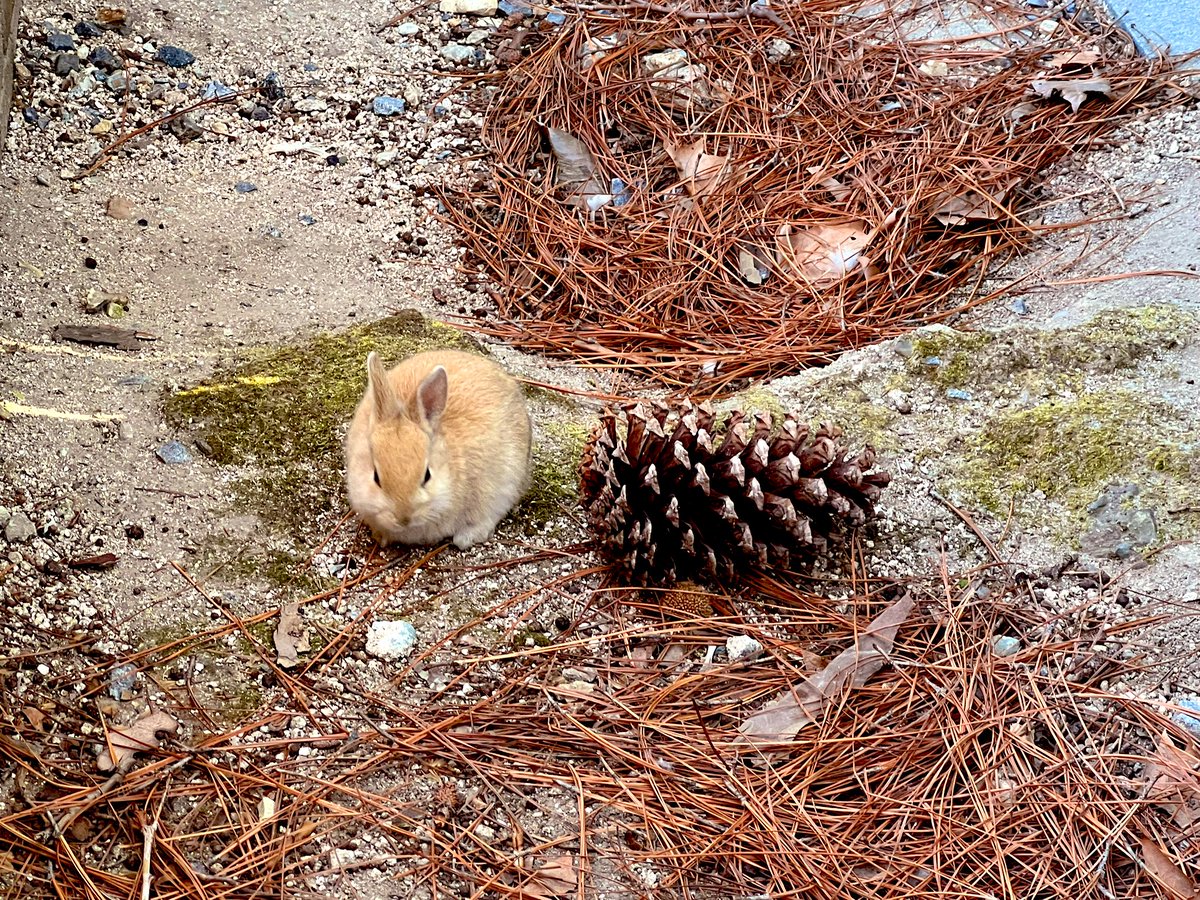 松ぼっくりのでかさこちら(成人女性手のひらサイズより大)