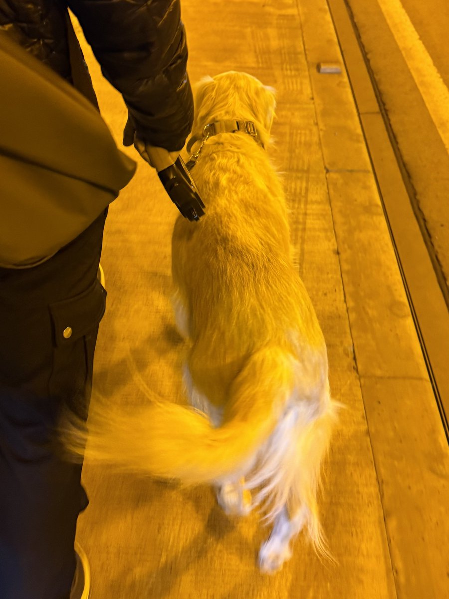 ワトソン ∪•ᴥ•∪ ゴールデンレトリバー tweet media