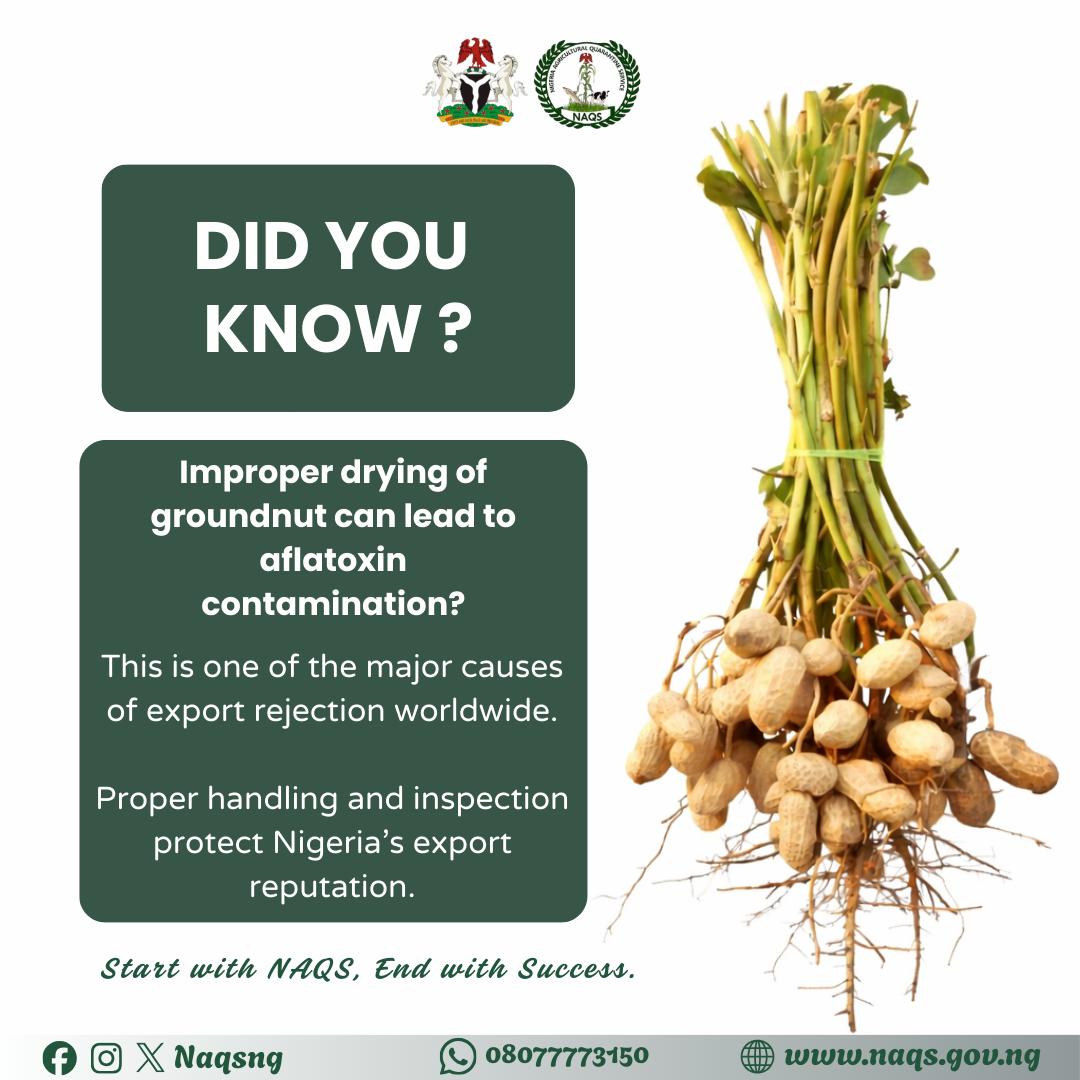 NAQSng's tweet photo. Groundnut may grow underground, but its impact on nutrition and export value is above the surface.

Rich in protein and essential nutrients, it supports both health and economic growth. https://t.co/t8uL95rkdL
