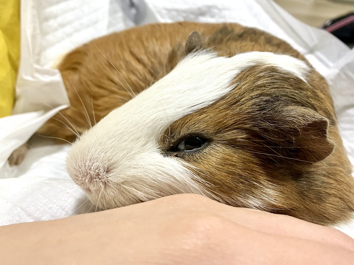 飼い主のお腹の上でうとうとしながらカメラ目線くれるモル

#モルモット
#guineapig