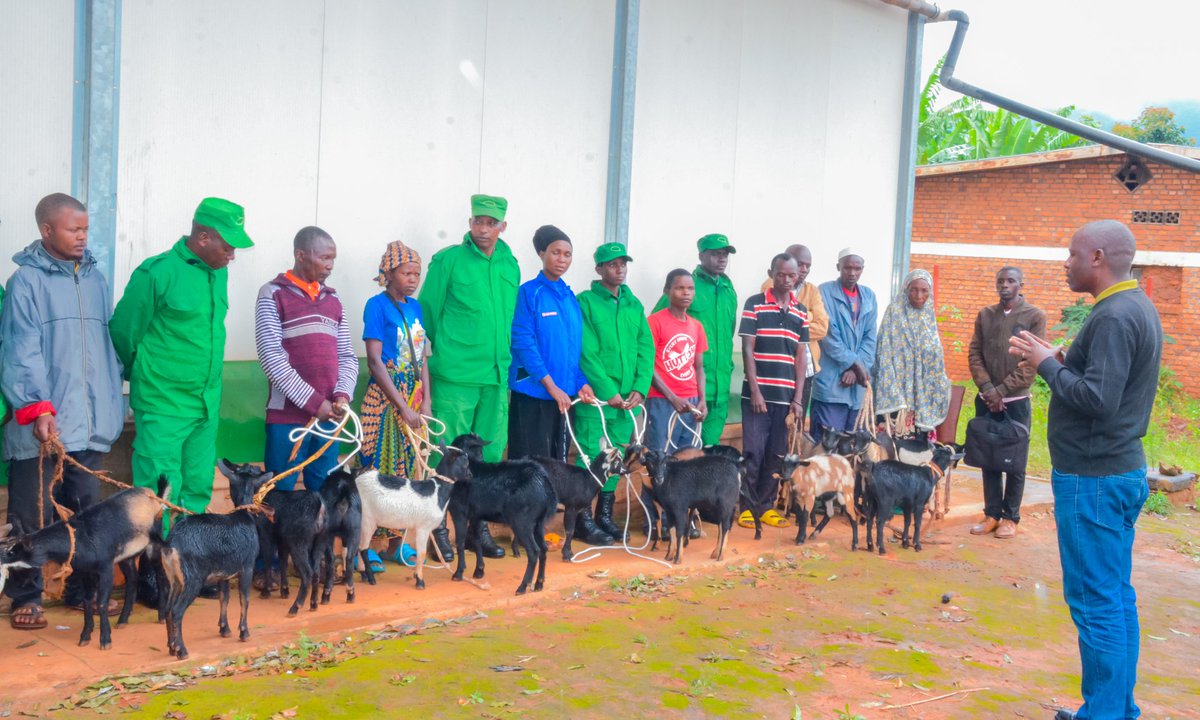GatsiboDistrict's tweet photo. Mu rwego rwo gufasha abaturage batishoboye kwikura mu bukene, abagize urwego rwunganira Akarere mu mutekano rwa #DASSO boroje amatungo magufi 18 ku miryango 9 yo mu Mirenge ya Ngarama , Nyagihanga na Gatsibo. Buri muryango wahawe amatungo magufi (ihene) 2. @RwandaLocalGov https://t.co/Kz9G1N0ex0