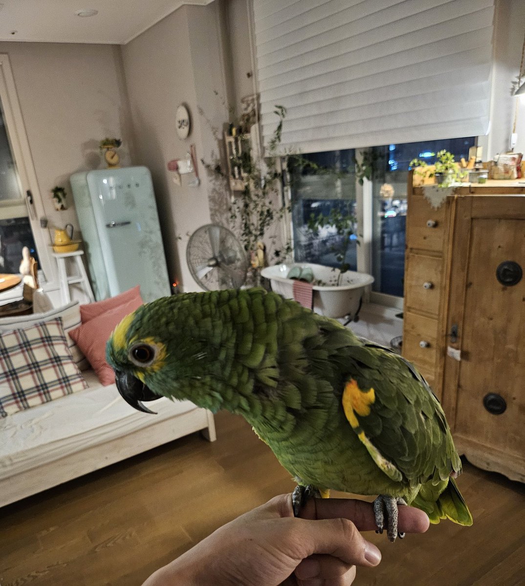 gyupipo tweet media