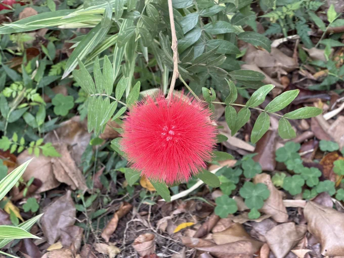 台北の大安森林公園に咲いてた何かの花