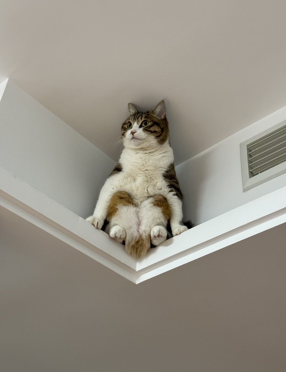 Is your cat like this