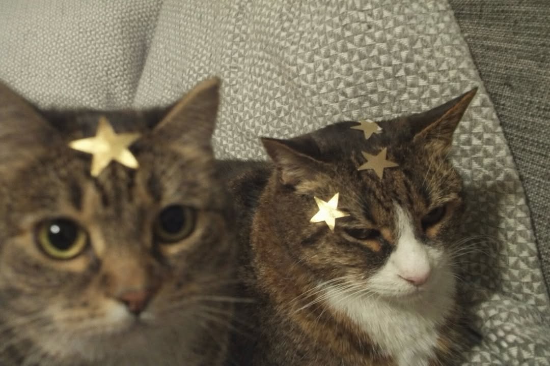 Miaw (@miaw) on Twitter photo 