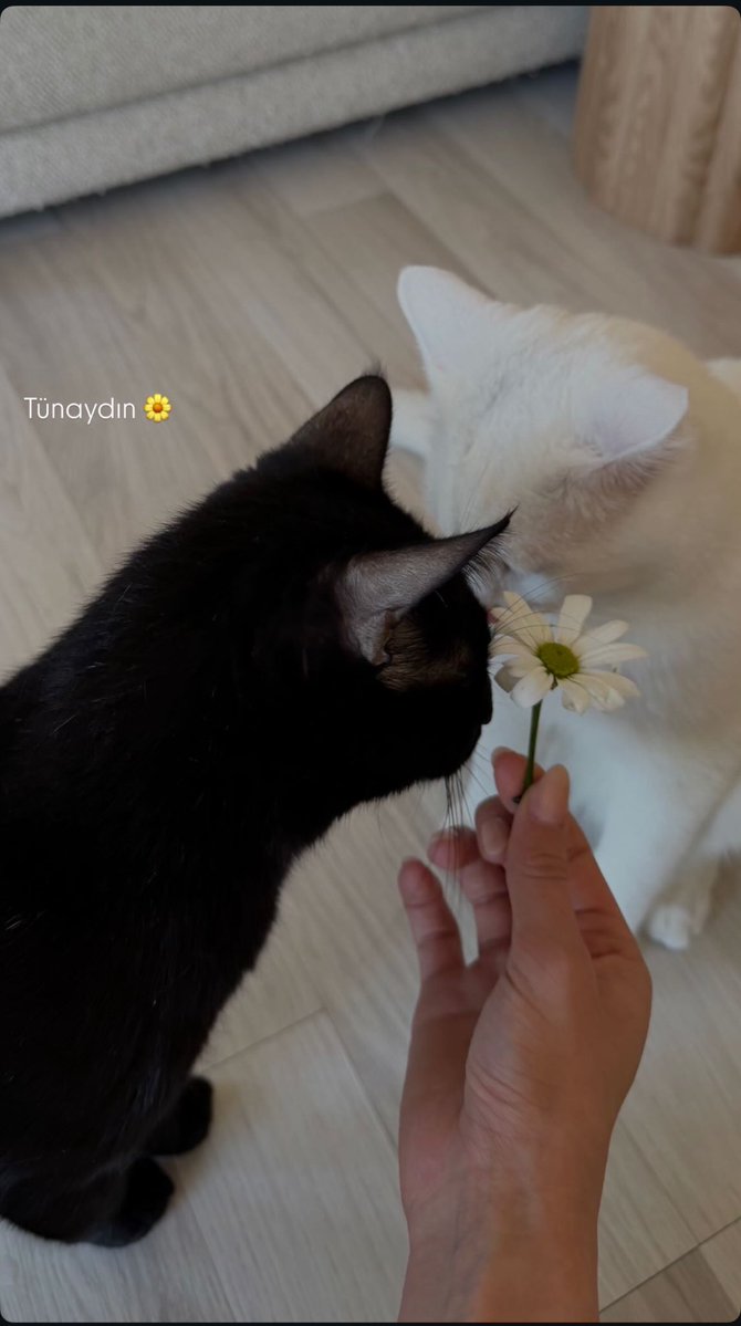 Çapkooo ve peynir 🫠🥹