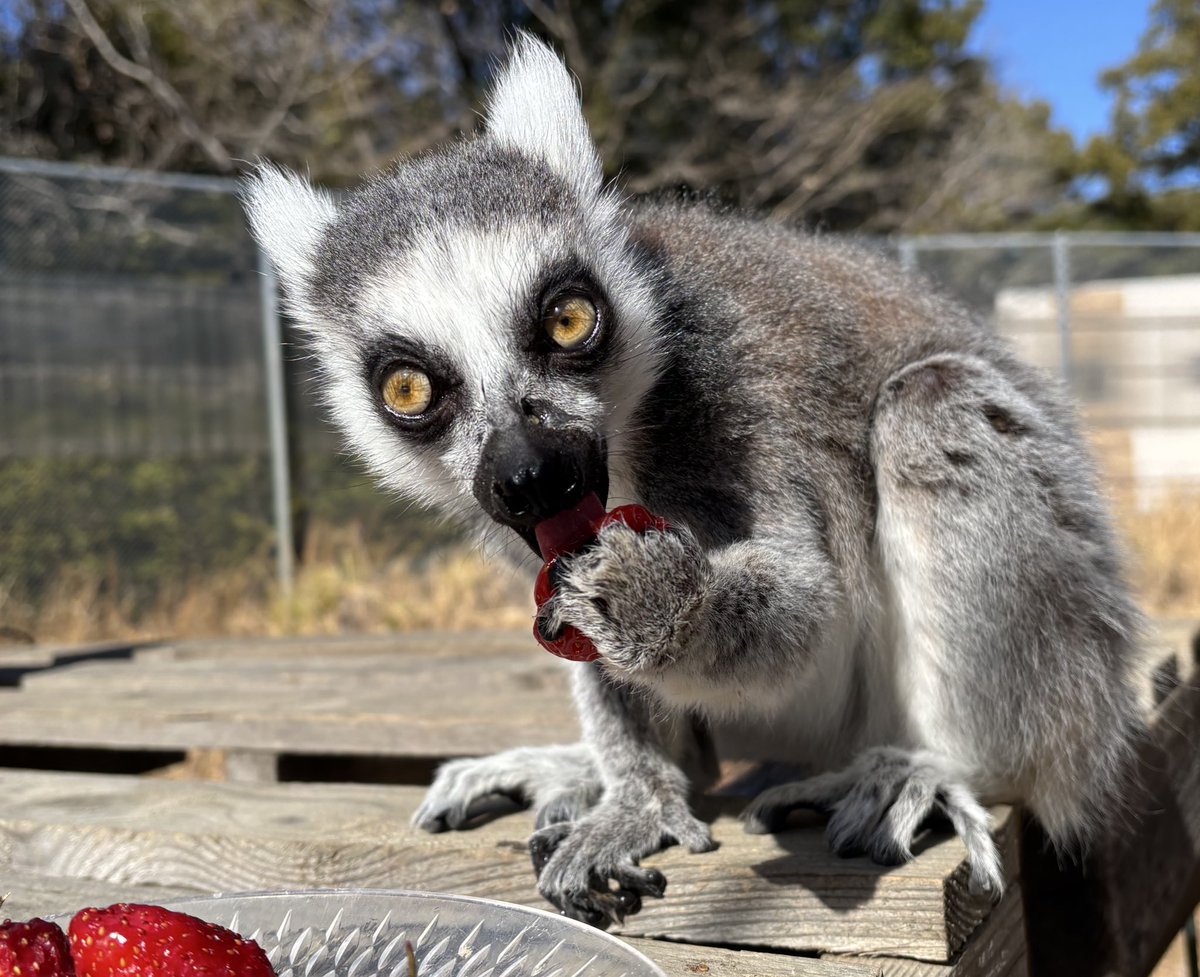 キュルルン🥺ククイ🍓(奥川)
#ワオキツネザル #ククイ