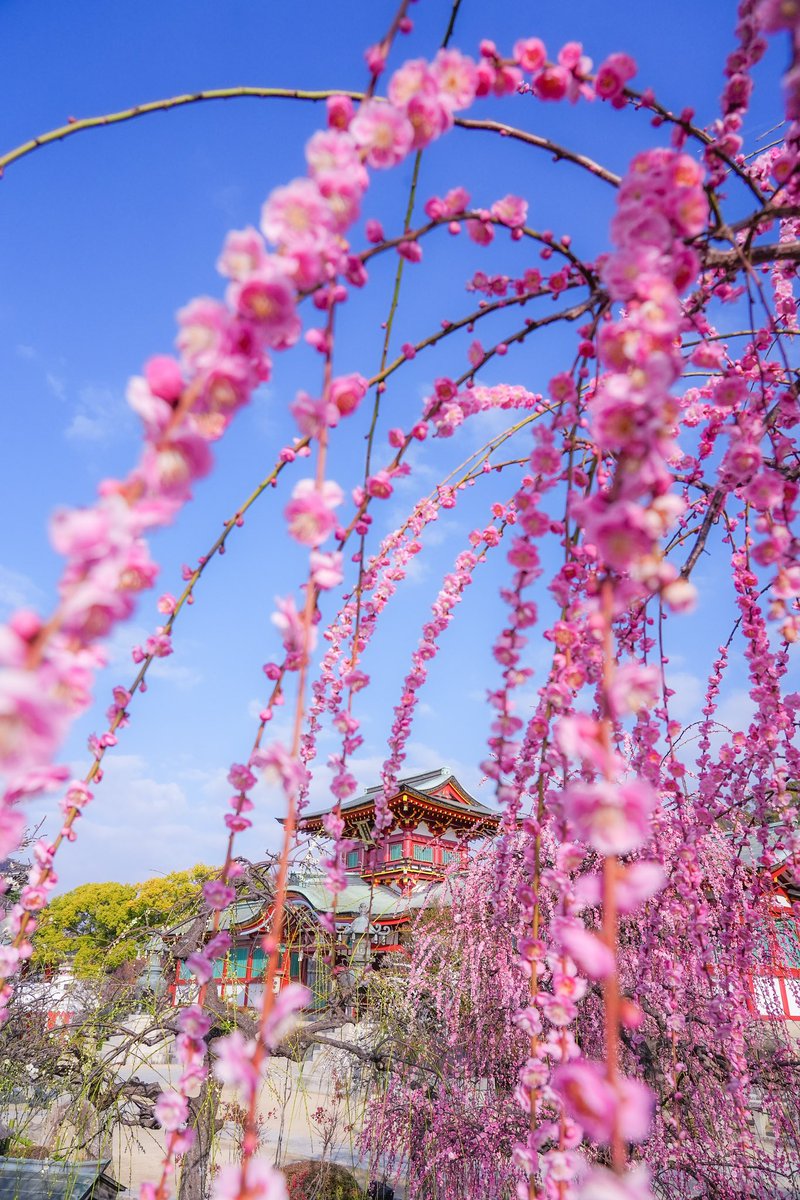 防府天満宮 tweet media