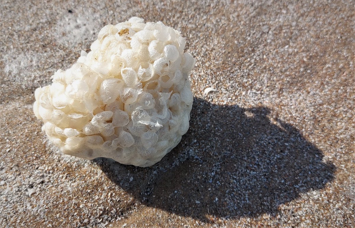 Adriana60147946's tweet photo. #KleurInDeNatuur
#eierschaalwit
#ColorInNature
#Eggshellwhite
@ChrRoland
Prettige dag. Enjoy your day. https://t.co/7Kbv8yvqz8