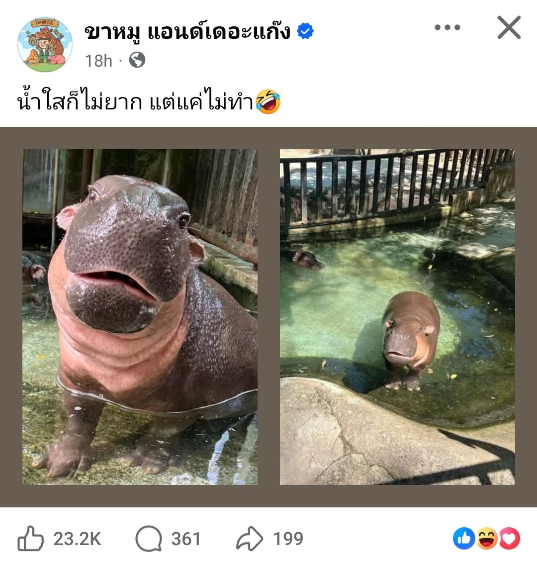 soyoso's tweet image. พ่อหมูเด้งก็แช่บใช่น้อยบอกเลย มาแต่ละโพส แซะแบบคนโดนสะพรึงทั้งนั้น 5555