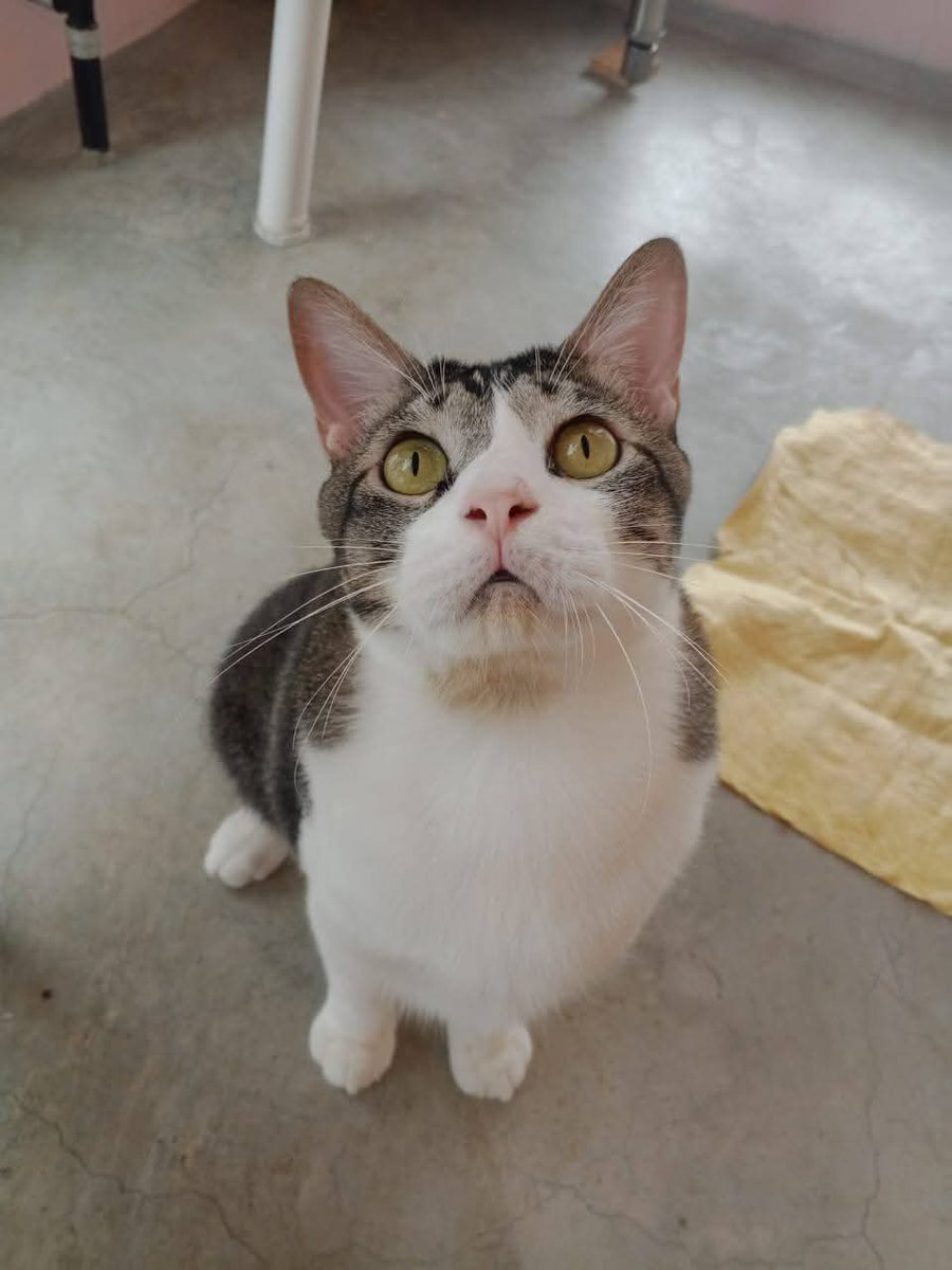 cats_rehome's tweet photo. KUCING HOTEL UNTUK DIADOPT

0183710940 JLN KLANG LAMA

 jantan,dah vaksin,dah mandul

Kesian diorg..dah lama sgt terkurung tak bebas..playtime cuma sejam sehari je..owner dah lama cuba cari adopter diorg tp xde rezeki lg..😔😔 https://t.co/qRF2L3PaIt