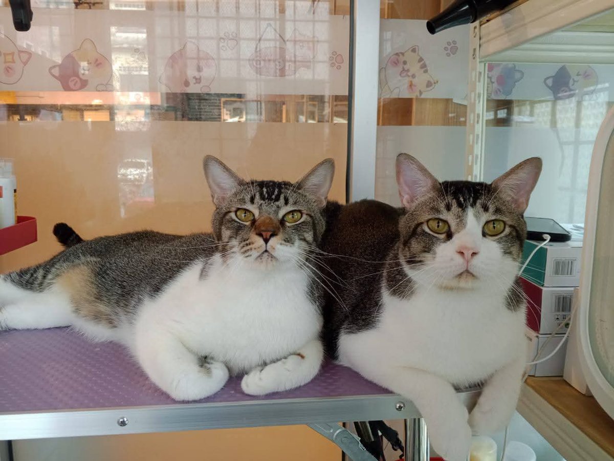 cats_rehome's tweet photo. KUCING HOTEL UNTUK DIADOPT

0183710940 JLN KLANG LAMA

 jantan,dah vaksin,dah mandul

Kesian diorg..dah lama sgt terkurung tak bebas..playtime cuma sejam sehari je..owner dah lama cuba cari adopter diorg tp xde rezeki lg..😔😔 https://t.co/qRF2L3PaIt