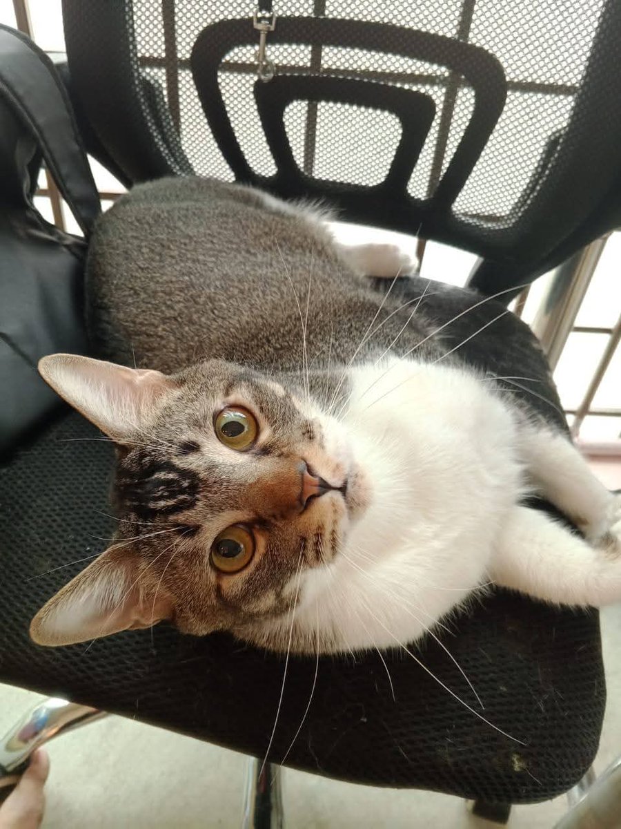 cats_rehome's tweet photo. KUCING HOTEL UNTUK DIADOPT

0183710940 JLN KLANG LAMA

 jantan,dah vaksin,dah mandul

Kesian diorg..dah lama sgt terkurung tak bebas..playtime cuma sejam sehari je..owner dah lama cuba cari adopter diorg tp xde rezeki lg..😔😔 https://t.co/qRF2L3PaIt