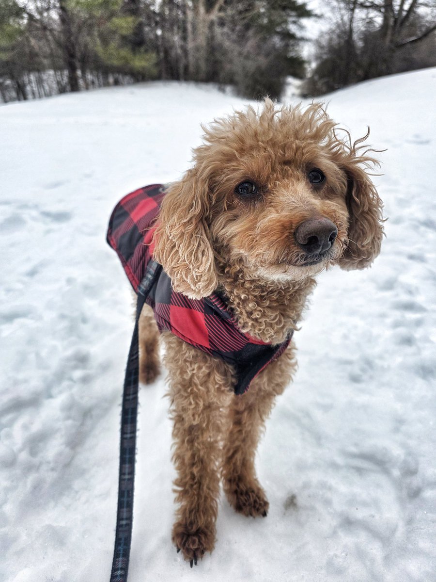 WalkinDogwalk's tweet photo. Finnegan welcomes you to our never ending snow/winter - as you can see, he barely contain himself!
🤭💙❄️💙🐾🐕😜💙❄️🤭
#wemisssummer #Thursdaythoughts #minipoodle #walkinthedog https://t.co/E4dlOtQKEE