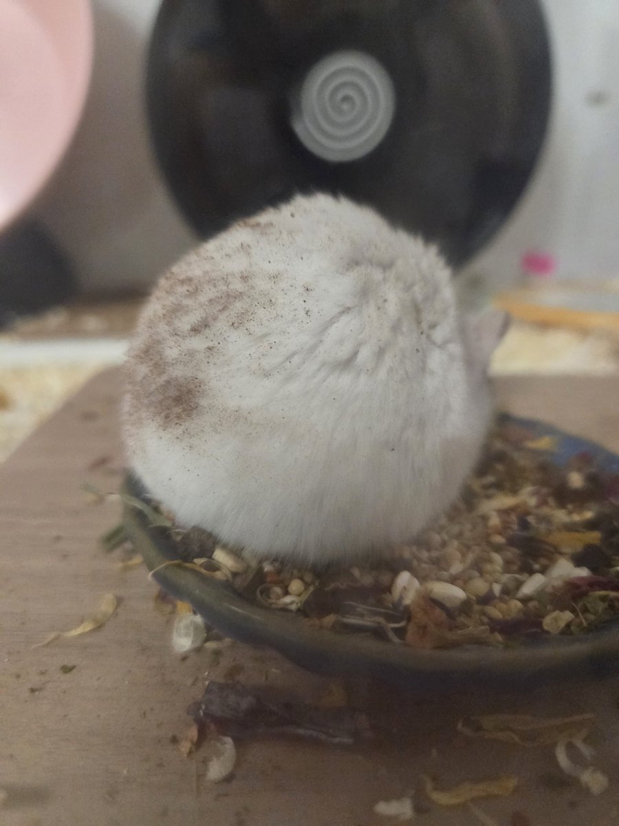 햄슷따리햄슷따 tweet media