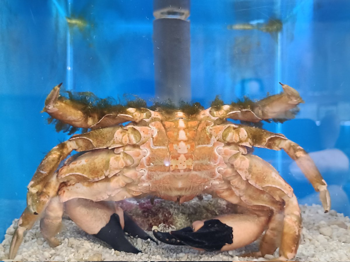 このカニは逆立ちが好きなのかな?エビとカニの水族館さんにお邪魔した3