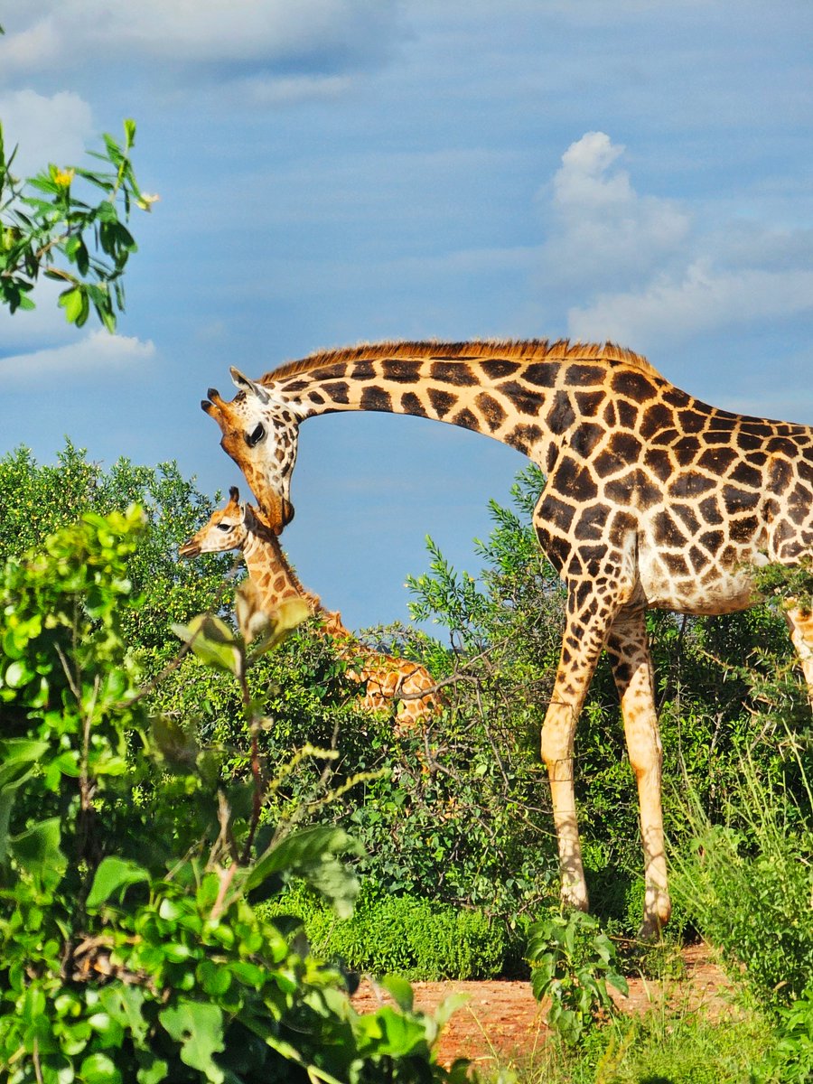 Kenya Wildlife Service tweet media