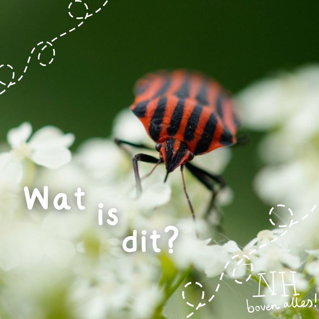 Hier zijn we weer met een hele mooie soort. 
Weet jij wat dit is?

#natuur #avontuur #jongeren #beleven #ontdekken #soorten #scoren #NJN #bos #nature #youth #naarbuiten #buiten #kamperen #weekend #insect #determinatie