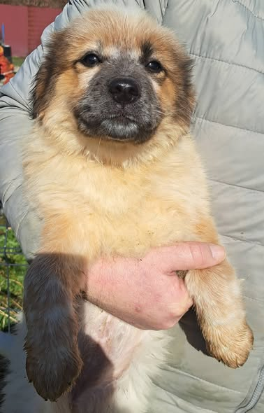 DNVSaveanimals tweet media