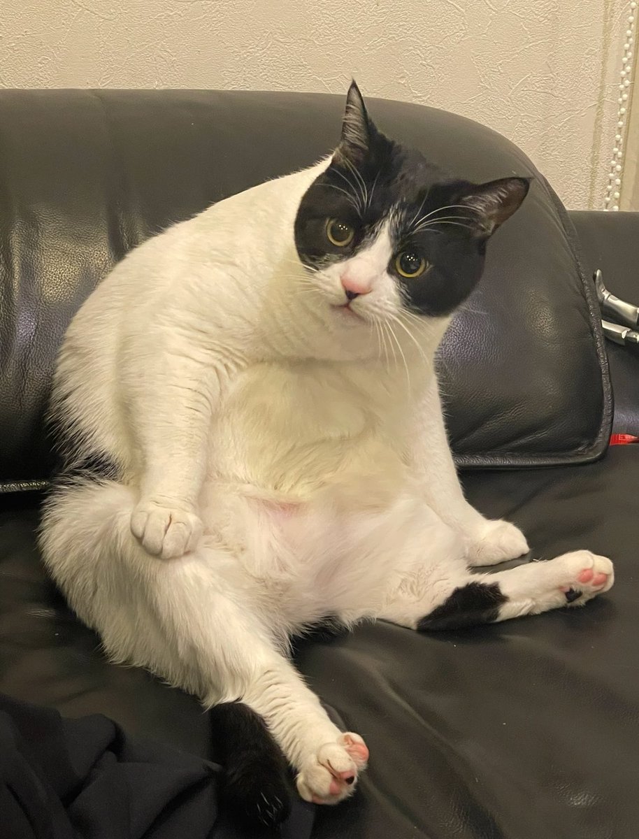 ねこまた (@nabenekoma) / Posts / X