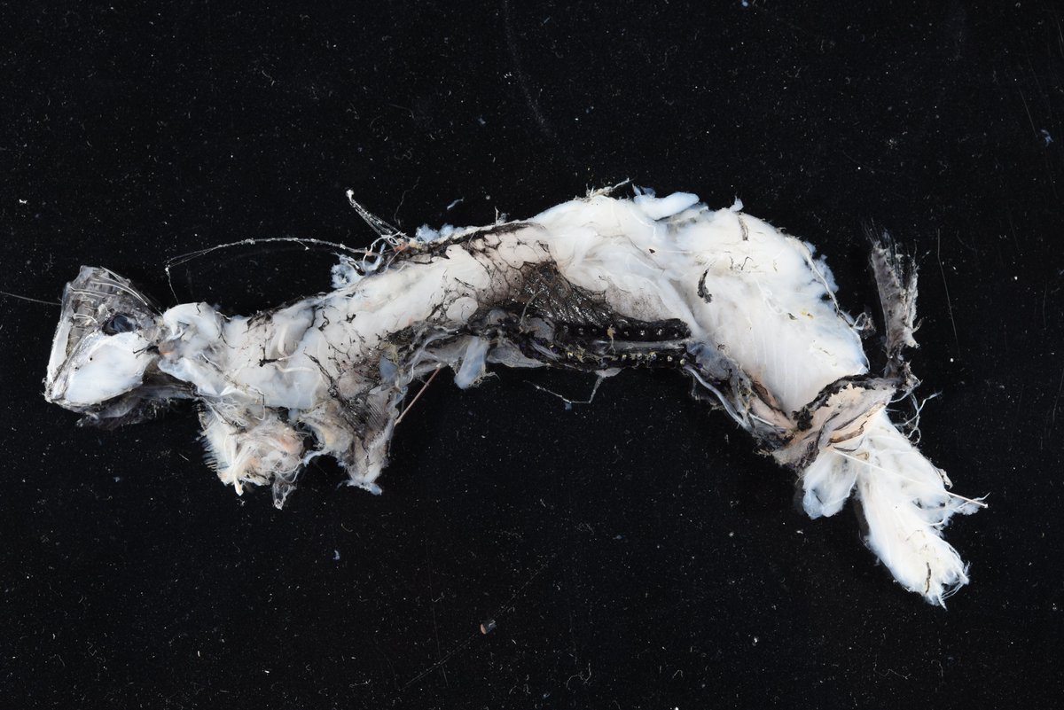 てらむら tweet media