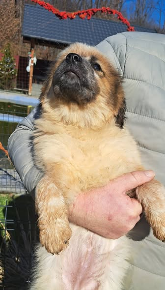 DNVSaveanimals tweet media