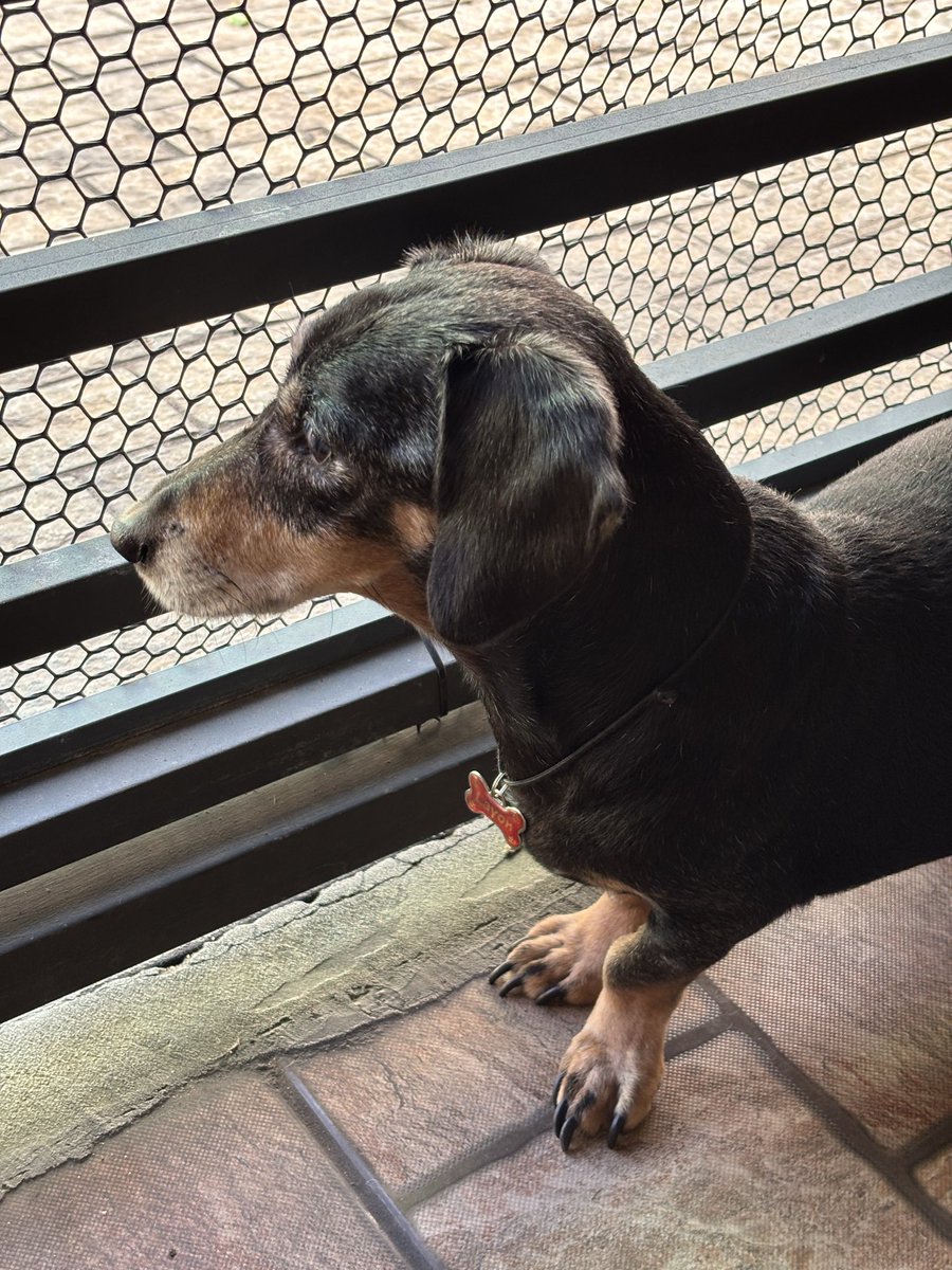 ss_andreia's tweet photo. #Dachshund ♥️♥️ 16 anos 🐶 🇧🇷( 16 years old ) https://t.co/o0MpAdVIXw