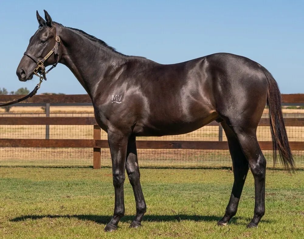 Pearce Racing tweet media