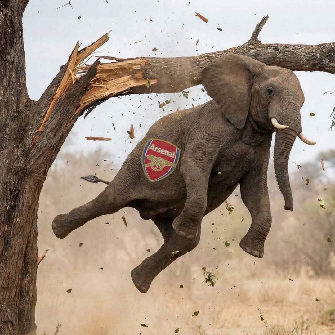 SheridaShadrack's tweet photo. "Ass-no" being on top of the EPL table is like an Elephant on top of a tree, we all dont know how it got there but one thing we are pretty sure of, is that it will eventually fall down 😁🤣 https://t.co/wc96em7nzz
