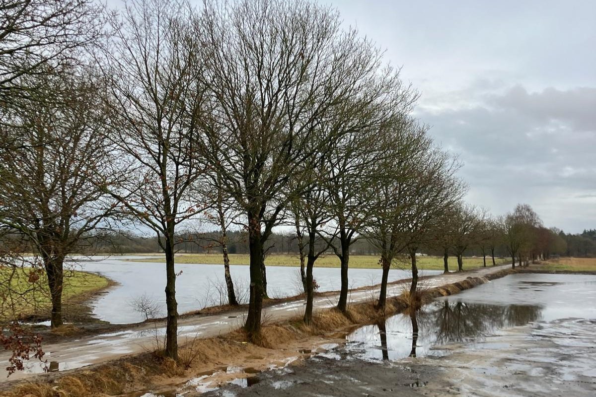 Prolander tweet media