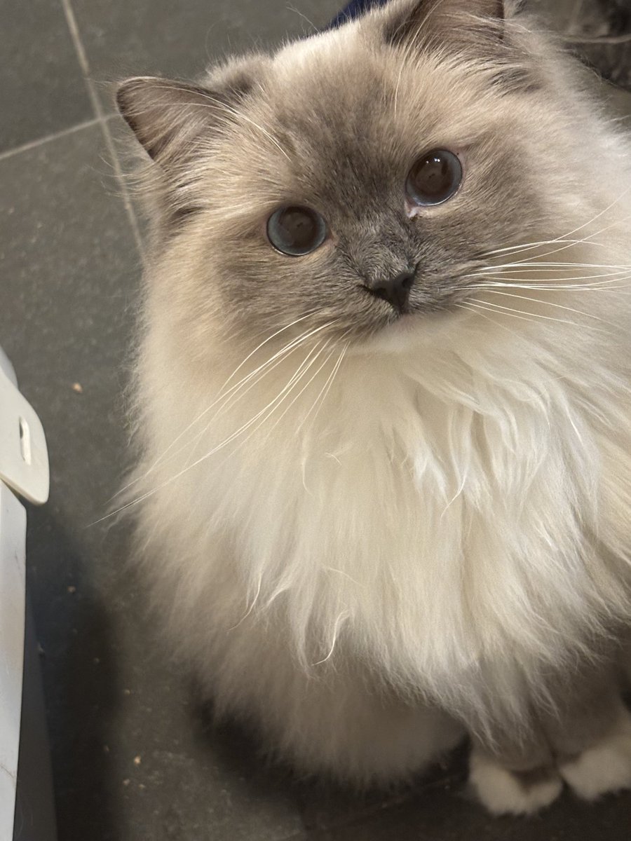 Gros plan du chat qui me harcèle quand je me prépare le matin