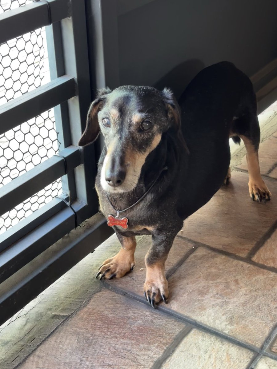 ssdeia96's tweet photo. #dachshund  My baby Boy 🐶😍 16 years old 😎🥰 https://t.co/tDpw7BnZ5z