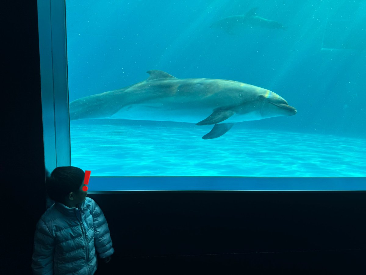 ojojo510's tweet photo. 実家なうです。
オルカに浮気してきました。笑
大迫力のショー楽しかったー！
勿論イルカも見たよ！🐬
オルカくじもイルカくじもやって、それぞれのぬいぐるみゲットして大喜びしてたのに、一番最後にムスッコがショップで欲しがったのは見たこともないセミクジラという謎のクジラのフィギュアでした🐳 https://t.co/ctgksB6INW