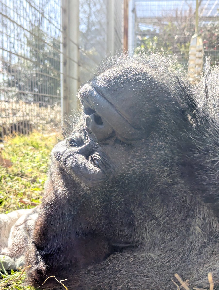 陽射しの下でゴロ寝タイムが増えています！
もうすぐ春ですね🌿(廣澤)
#ニシゴリラ #タロウ