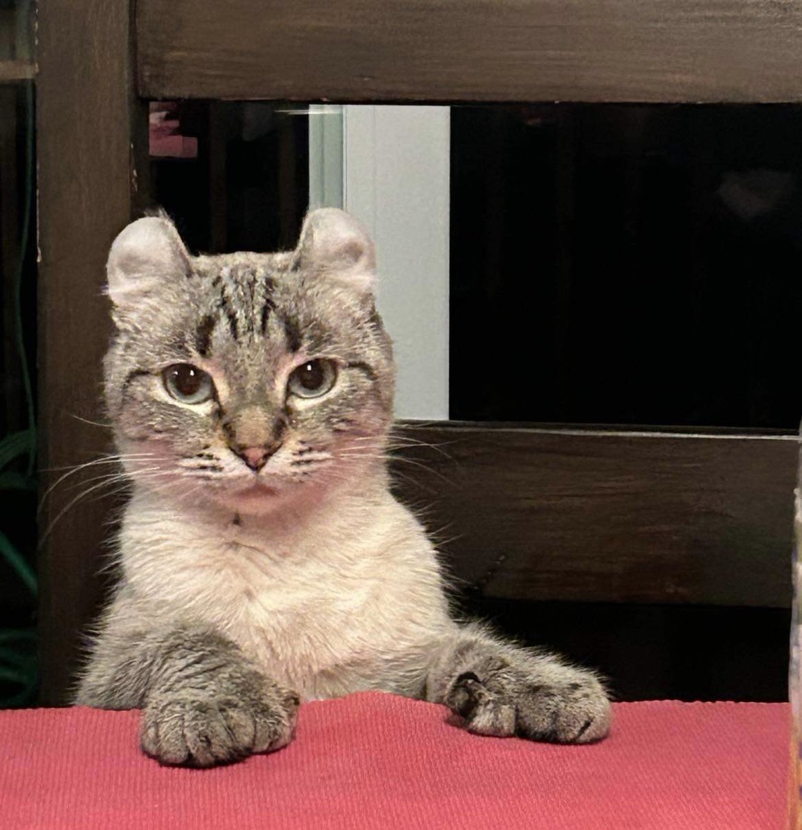 Stanger Rapist Cat tweet media