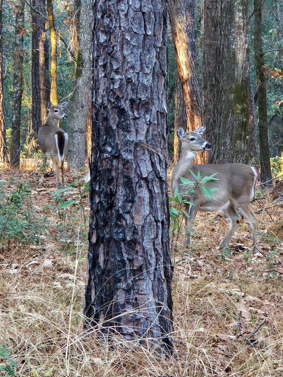 MyPuppyLife tweet media