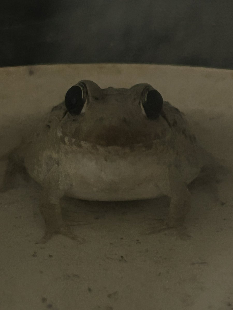 チャコ🐟🐸 tweet media