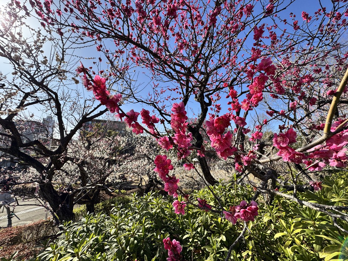 setagayalocal's tweet photo. 梅ヶ丘、羽根木公園のうめまつり。最高にきれいでした！平日でも焼きそば、フランクフルト、生ビールやキッチンカーなど屋台でてるって知らなかった…焼きそば美味かったです https://t.co/EQOZI2KrXr