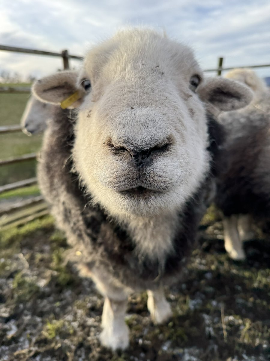Tiggy is extremely boopable 😍

#arnbegfarmstayscotland #herdwicksheep
