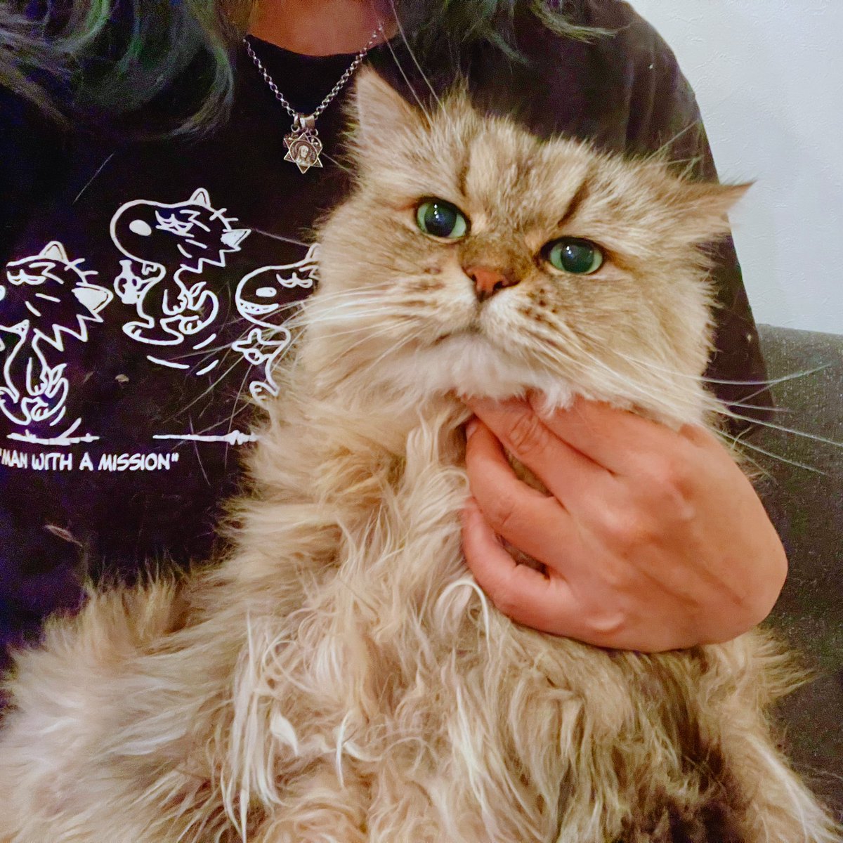 昨日寝る前これ見てたぬちゃのツノ思い出して泣いた