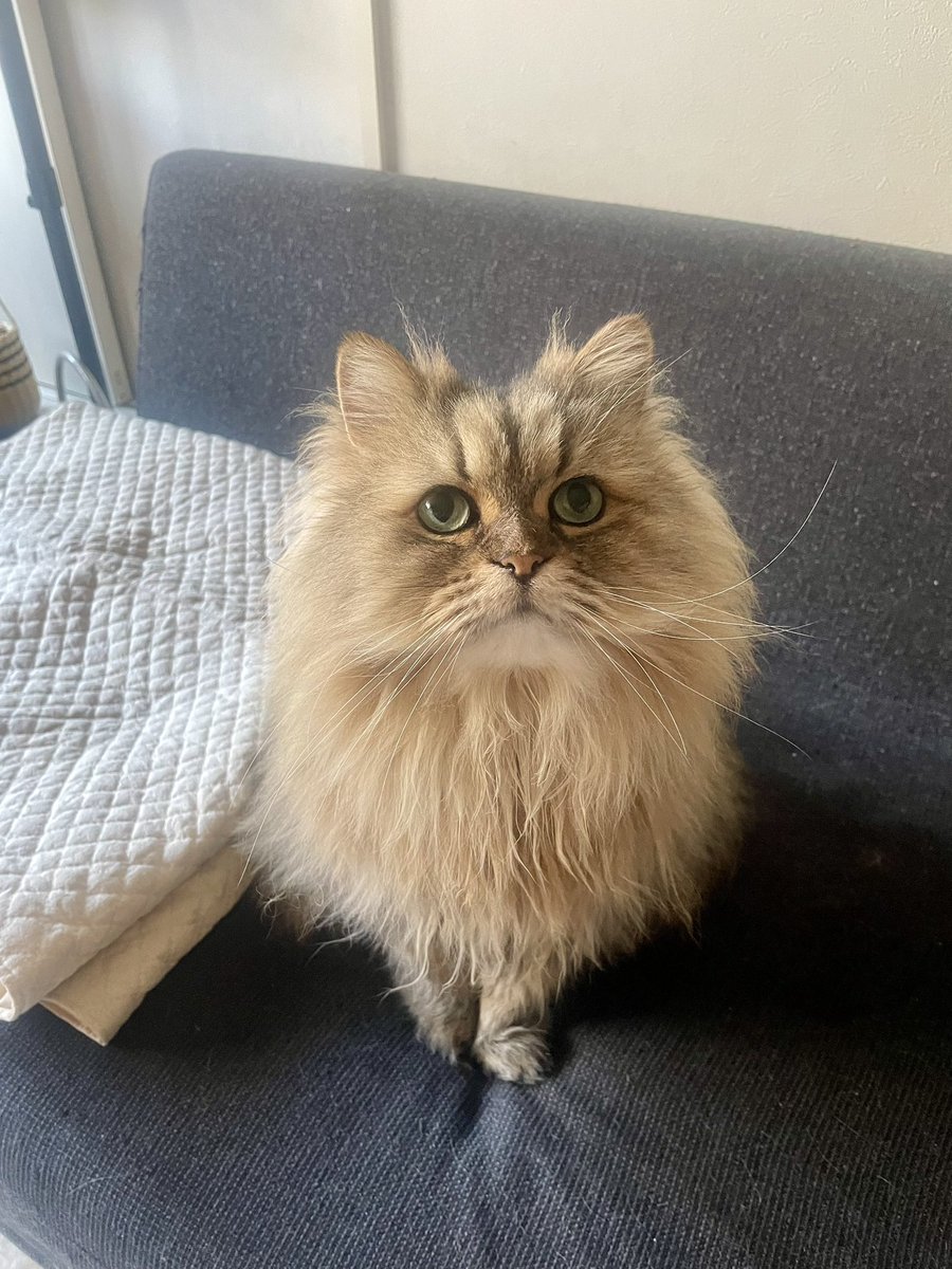 昨日寝る前これ見てたぬちゃのツノ思い出して泣いた