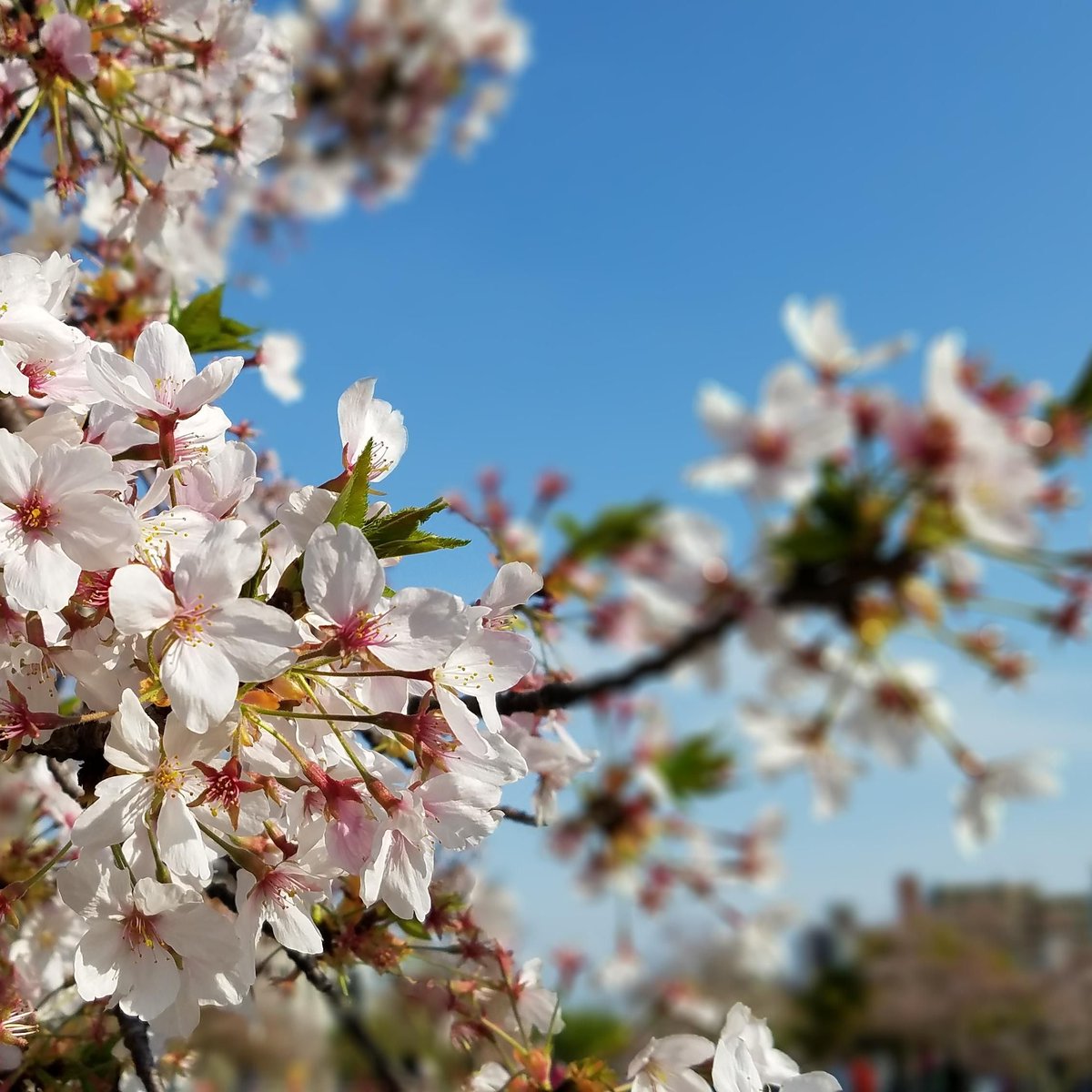 Baharın müjdecisi ilk cemre havaya düştü.