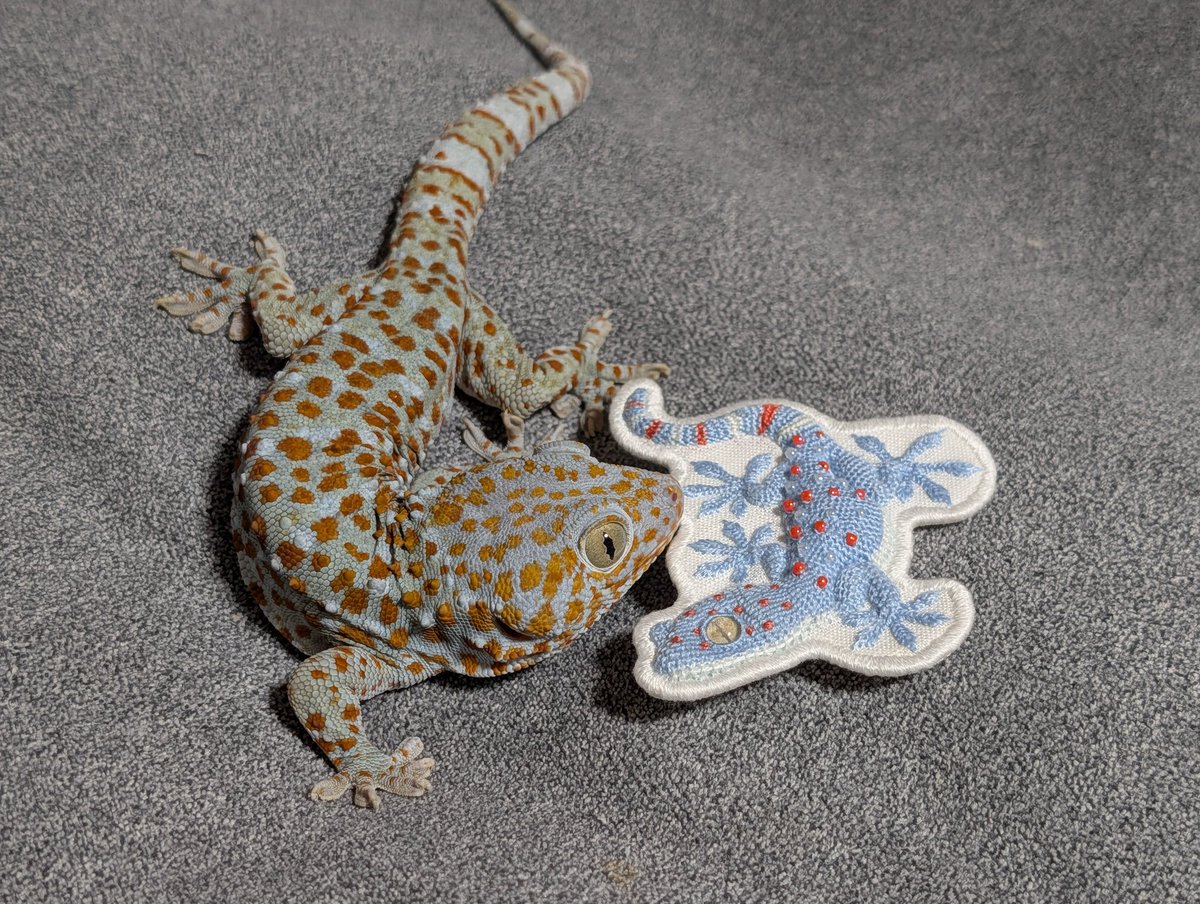 Haru_desu's tweet photo. トッケイブローチ届いたよ！ #トッケイ #tokaygecko https://t.co/97WrqrCIBW