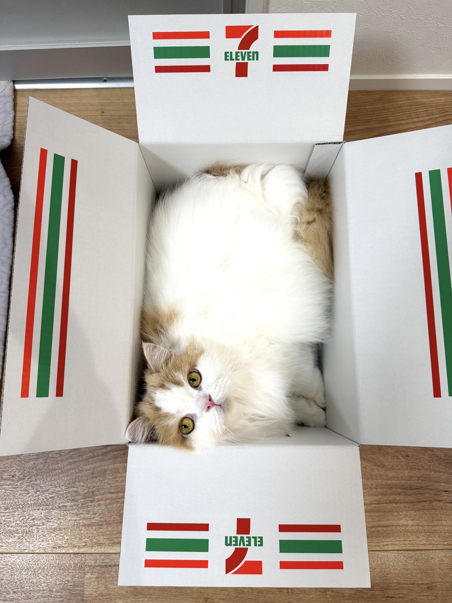 猫のレモンと犬のポテチ tweet media