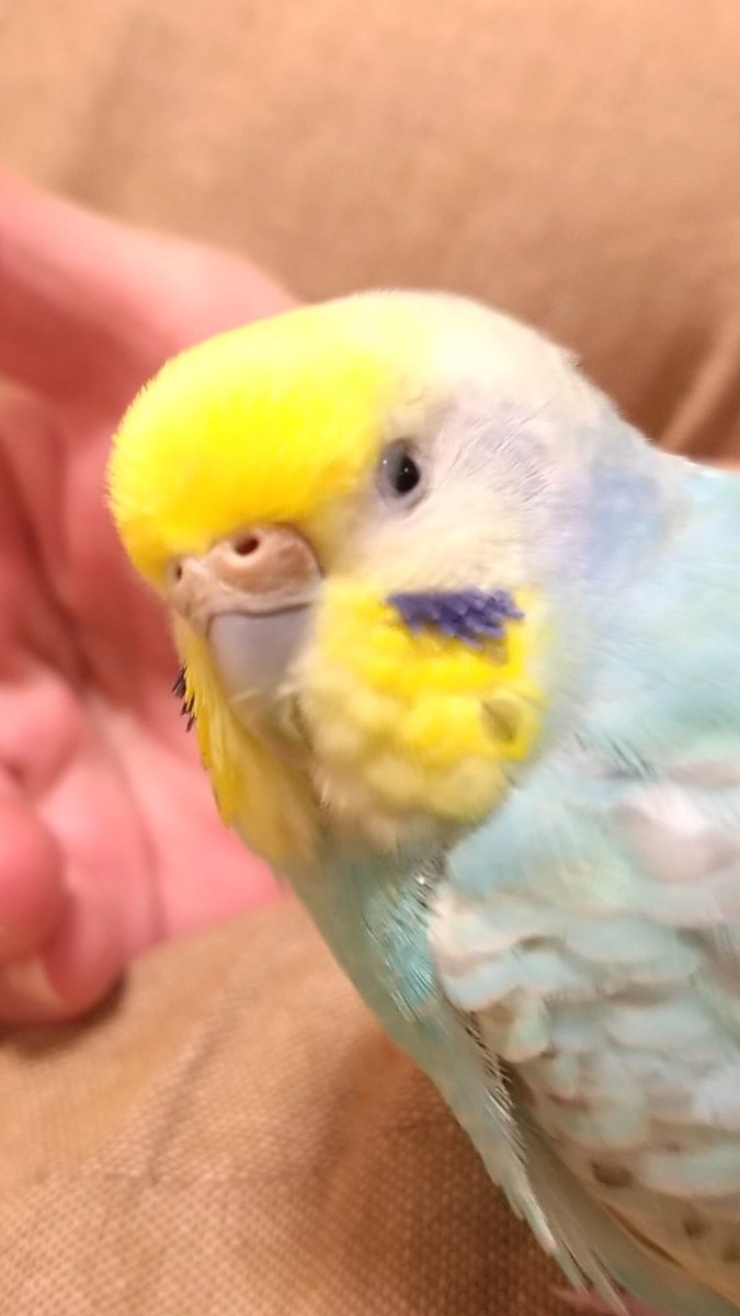 ちゅんちゅん母ちゃん (@chunchunkaachan) / Posts / X