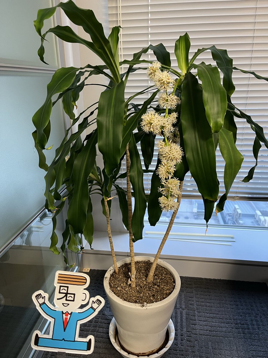 名証にある観葉植物ドラセナ🪴
別名「幸福の木」と呼ばれているんだって🌟

今年、このドラセナに花が咲きましたー！🌼🌼🌼
ドラセナは数年に一度しか花を咲かせないそう👀
名証にやってきて10年以上経つけど、なんと初めて咲いたよ！🤩🙌

とっても珍しいドラセナの花🌼
花言葉は「幸福」😊